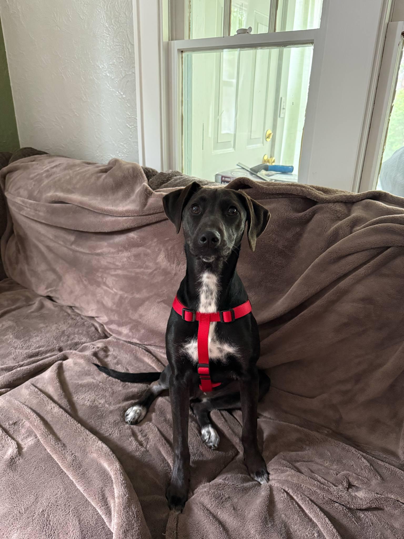 Kenzie - In Foster photo 4