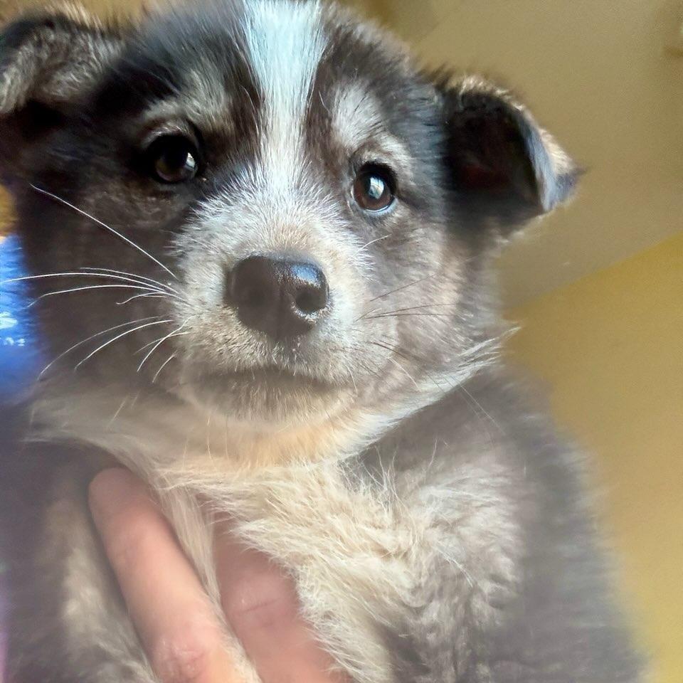 Mary Ann, Adoptable, Puppy Female Husky & Shepherd.