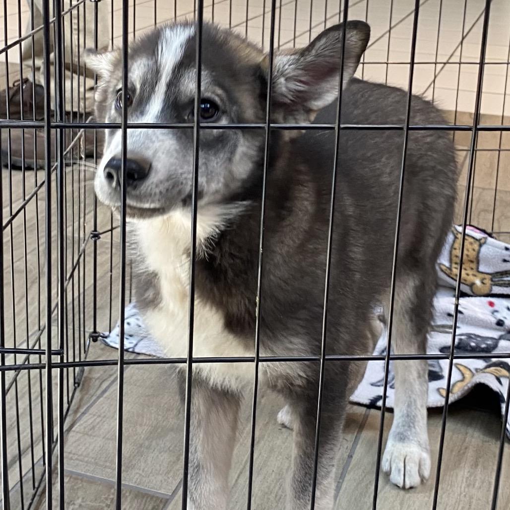 Enlarge Mary Ann, a Adoptable mixed breed in Tuba City, AZ image 2/6