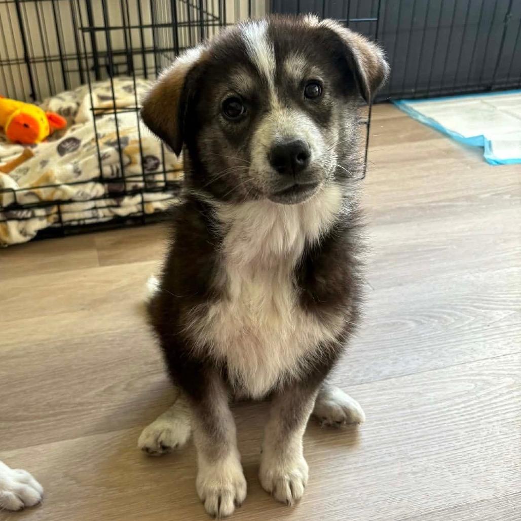 Enlarge Mary Ann, a Adoptable mixed breed in Tuba City, AZ image 3/6