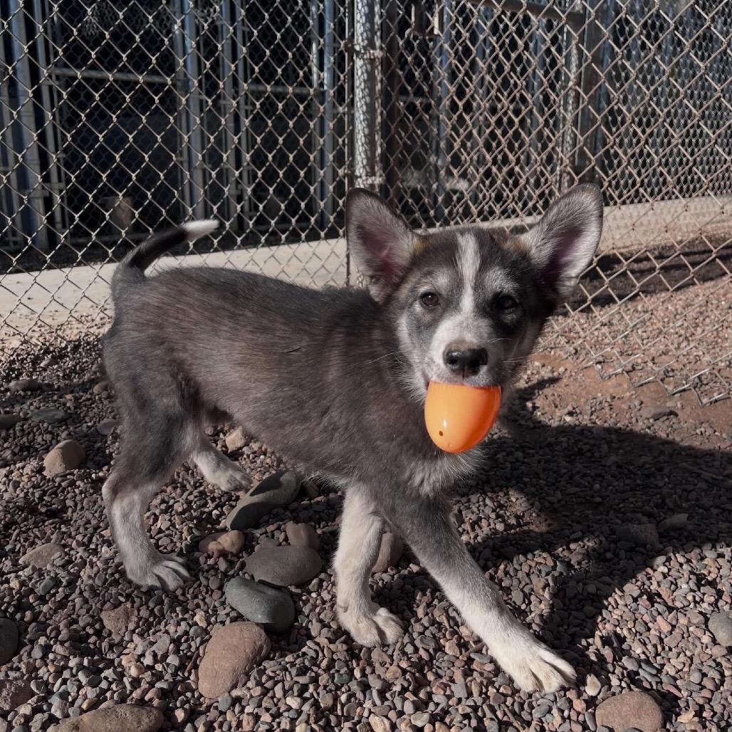 Enlarge Mary Ann, a Adoptable mixed breed in Tuba City, AZ image 4/6