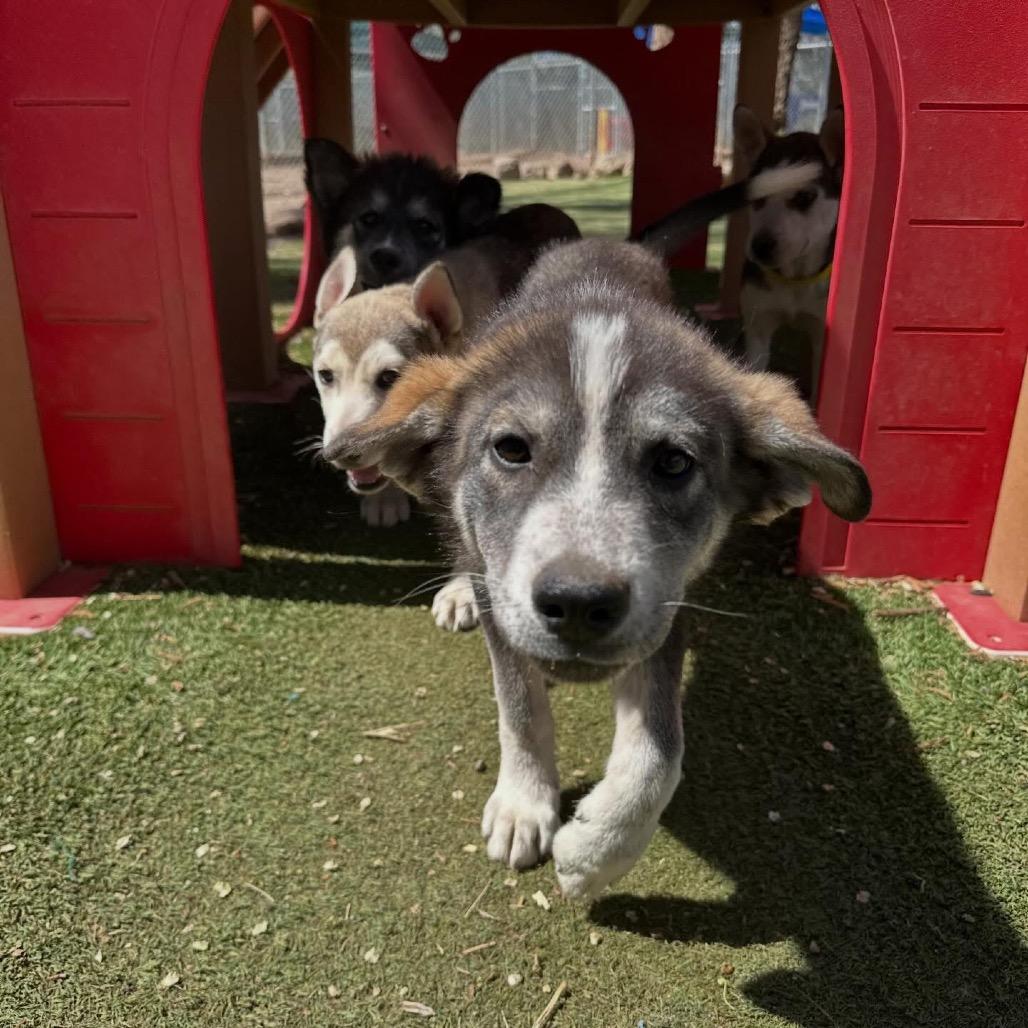 Enlarge Mary Ann, a Adoptable mixed breed in Tuba City, AZ image 5/6
