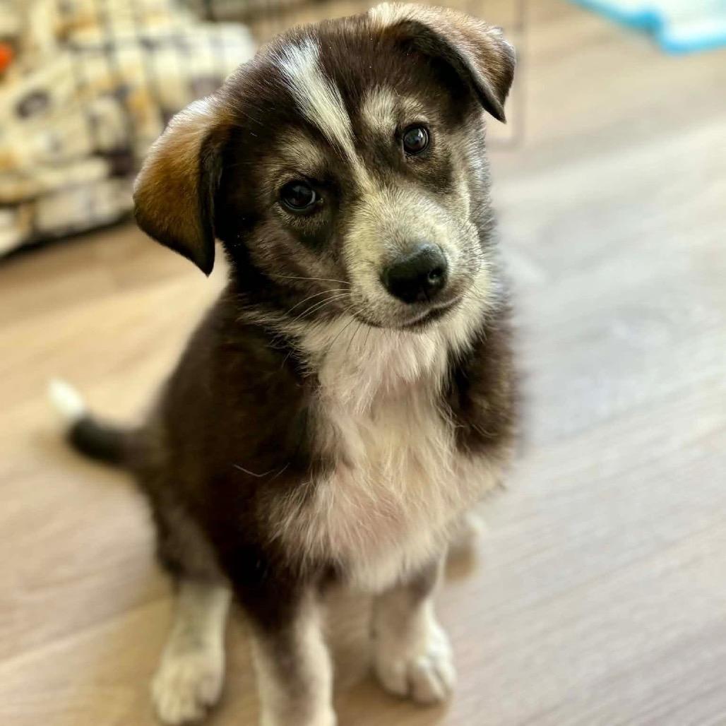 Enlarge Mary Ann, a Adoptable mixed breed in Tuba City, AZ image 6/6