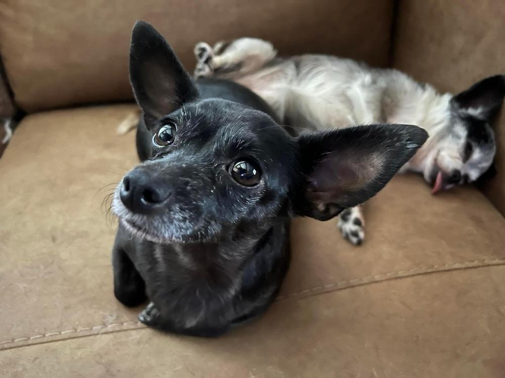 Raven, Adoptable, Young Female Chihuahua.