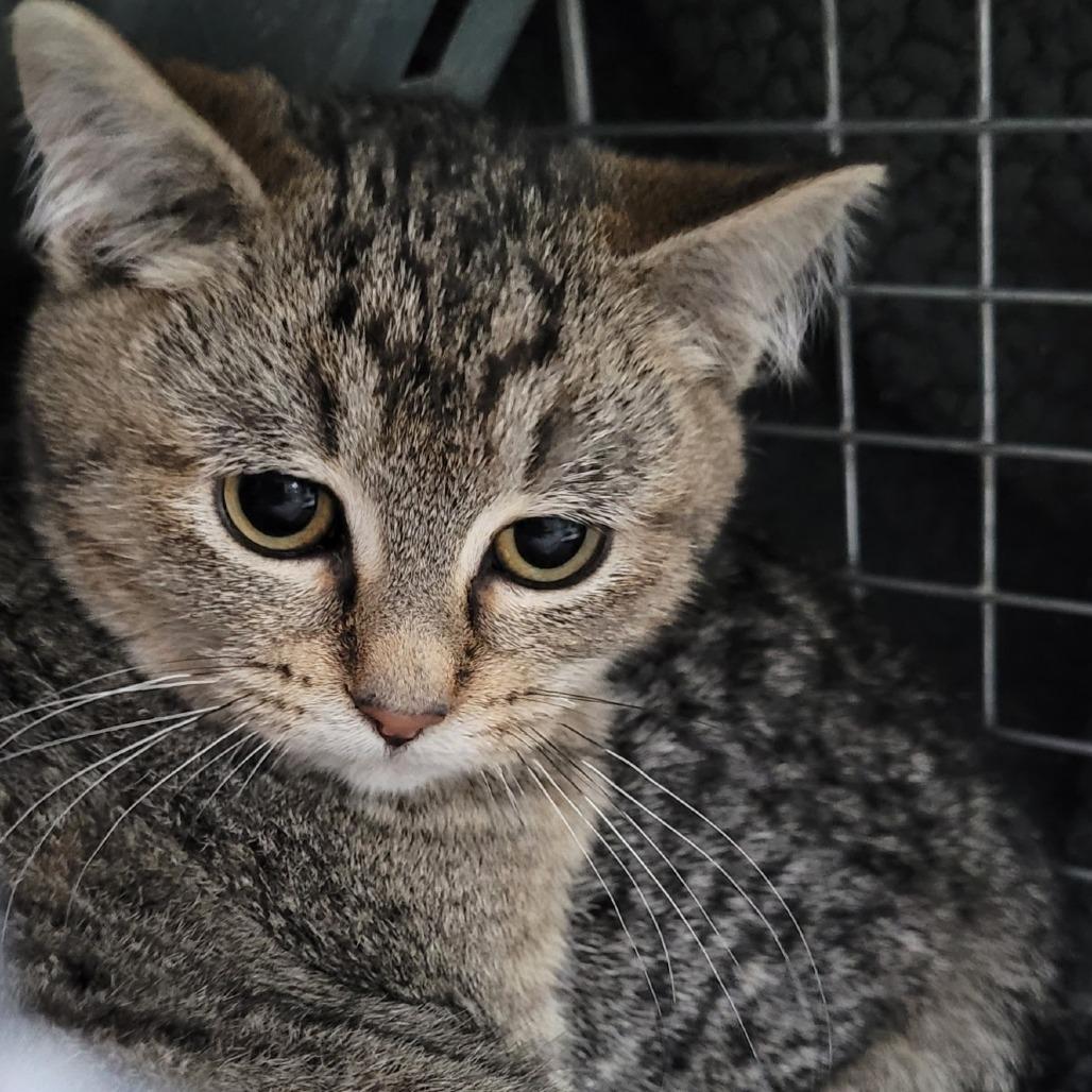 Enlarge Okie, a Adoptable mixed breed in Coos Bay, OR image 1/1