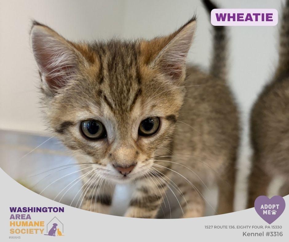 Wheatie, adopted, Kitten Female Domestic Short Hair.