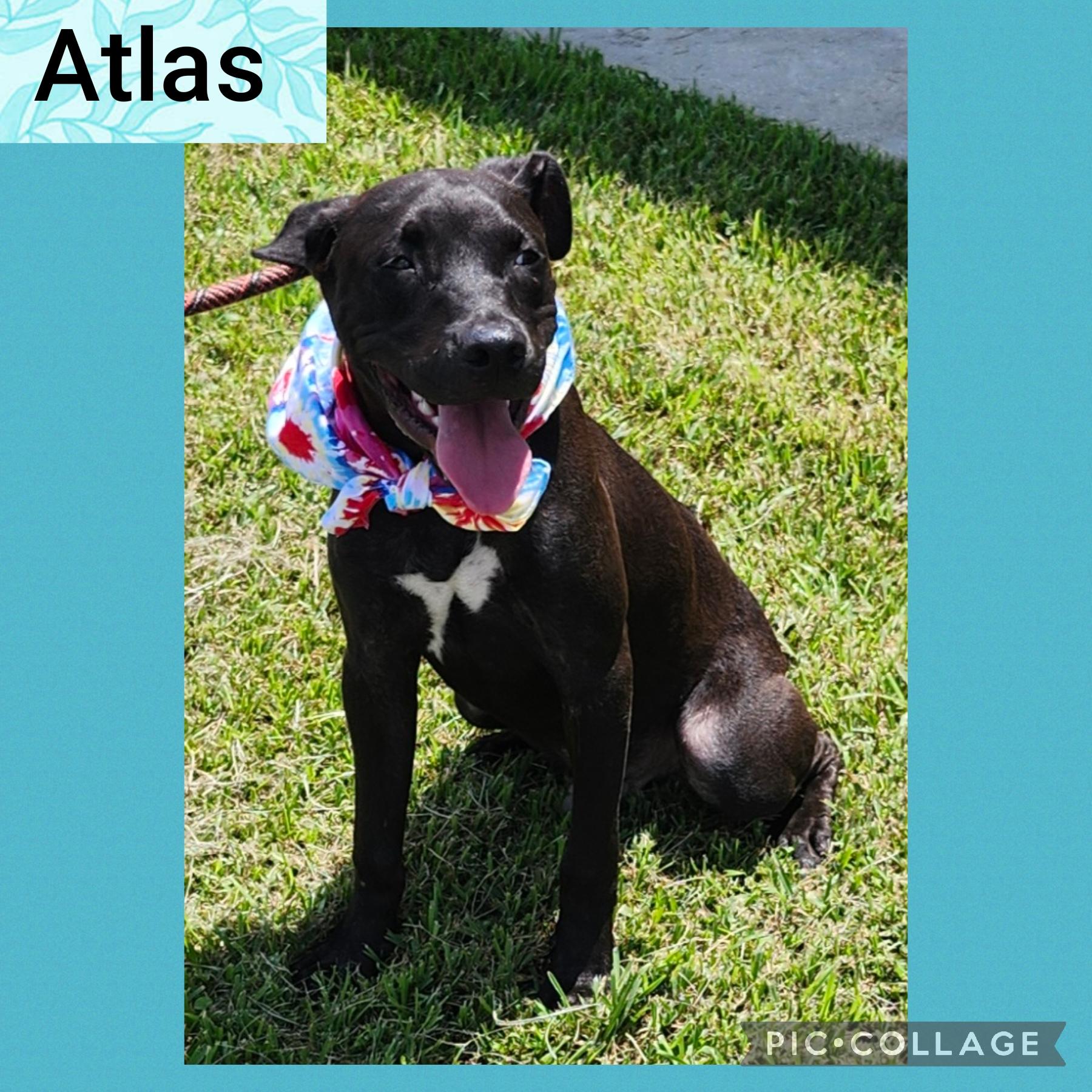 Atlas, Adoptable, Adult Male Labrador Retriever.