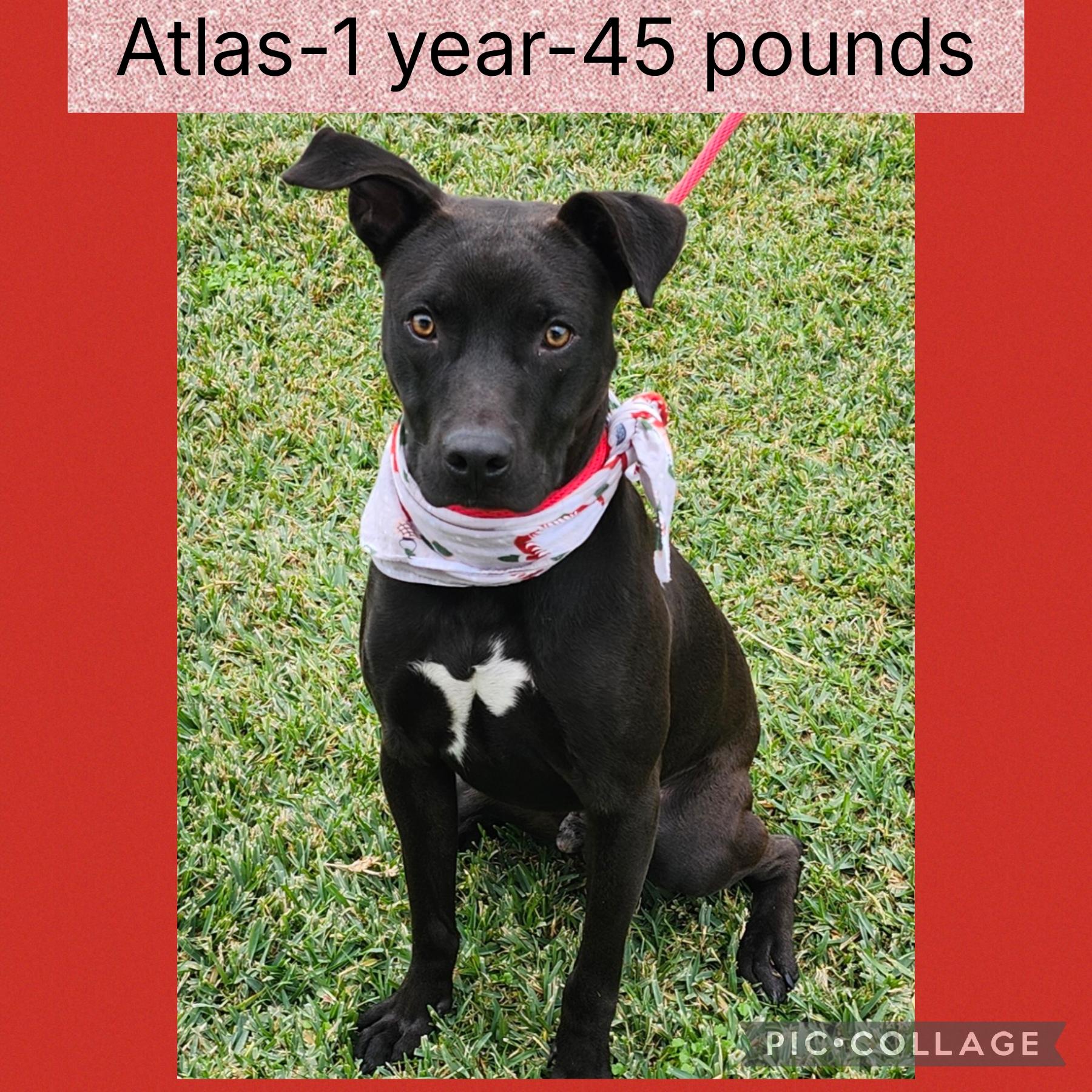 Atlas, Adoptable, Adult Male Labrador Retriever.