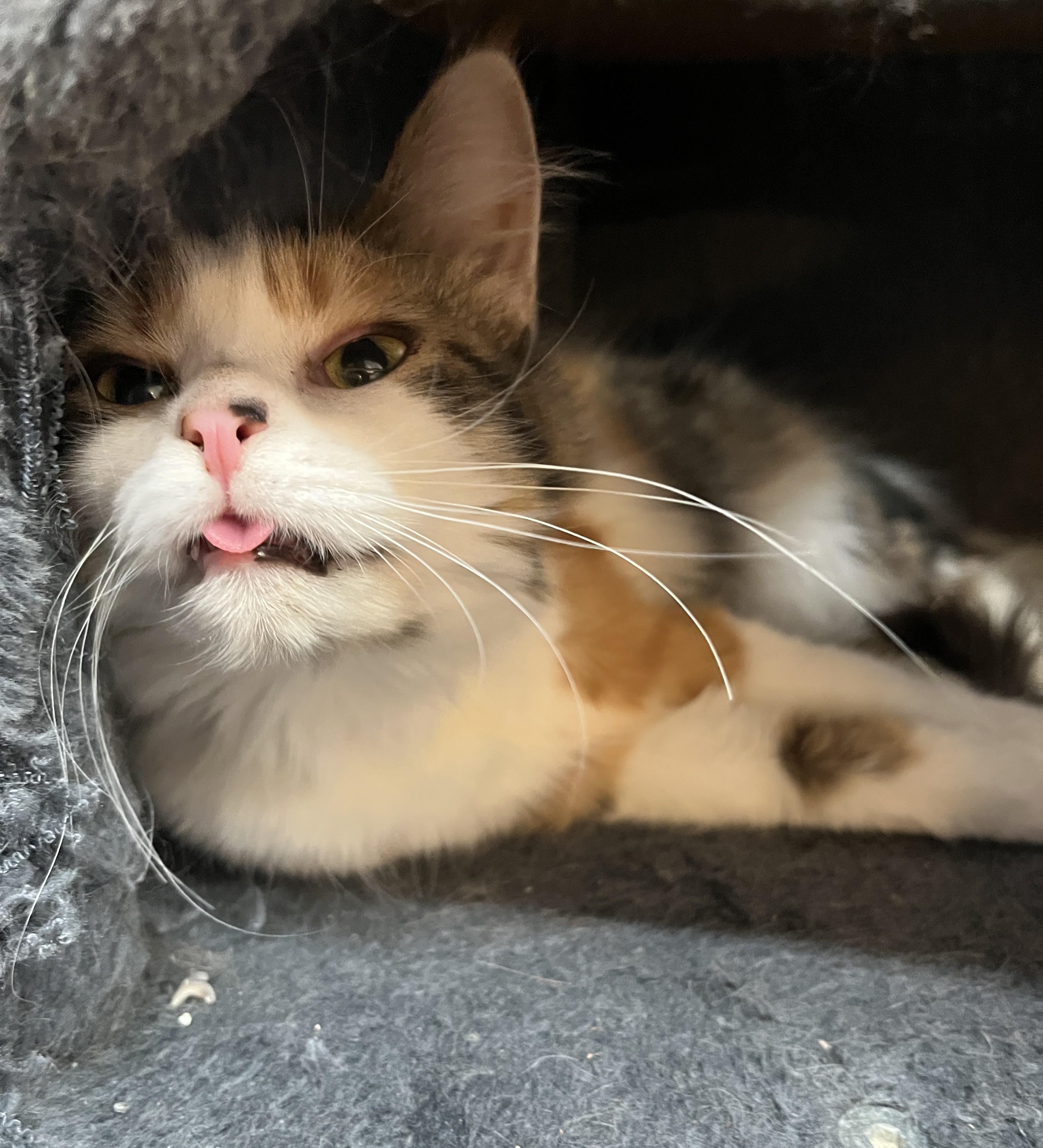 Enlarge CARLOTTA (CR/SC), an adopted Domestic Medium Hair in Sainte-Angele-de-Monnoir, QC image 2/6