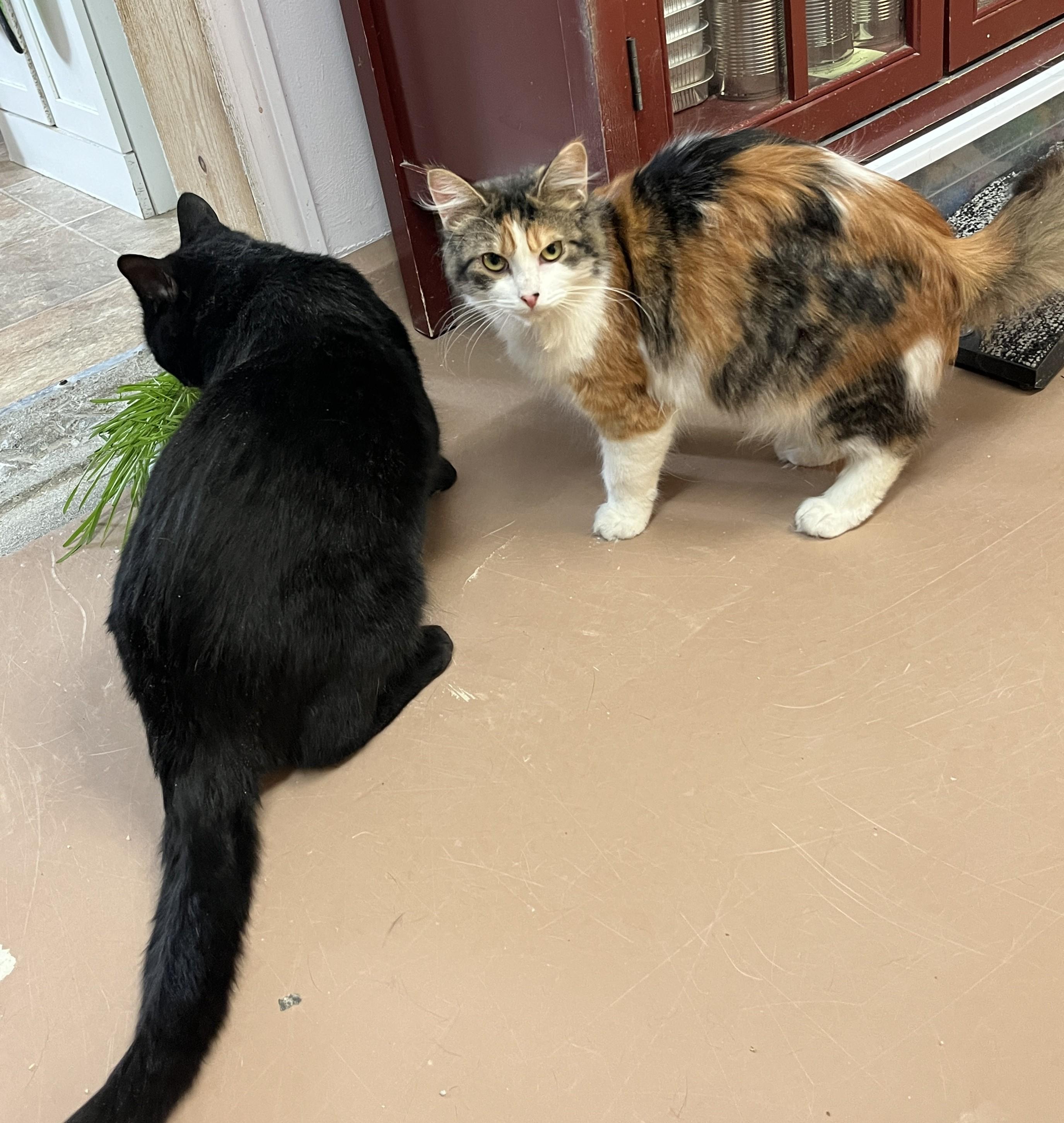 Enlarge CARLOTTA (CR/SC), an adopted Domestic Medium Hair in Sainte-Angele-de-Monnoir, QC image 6/6