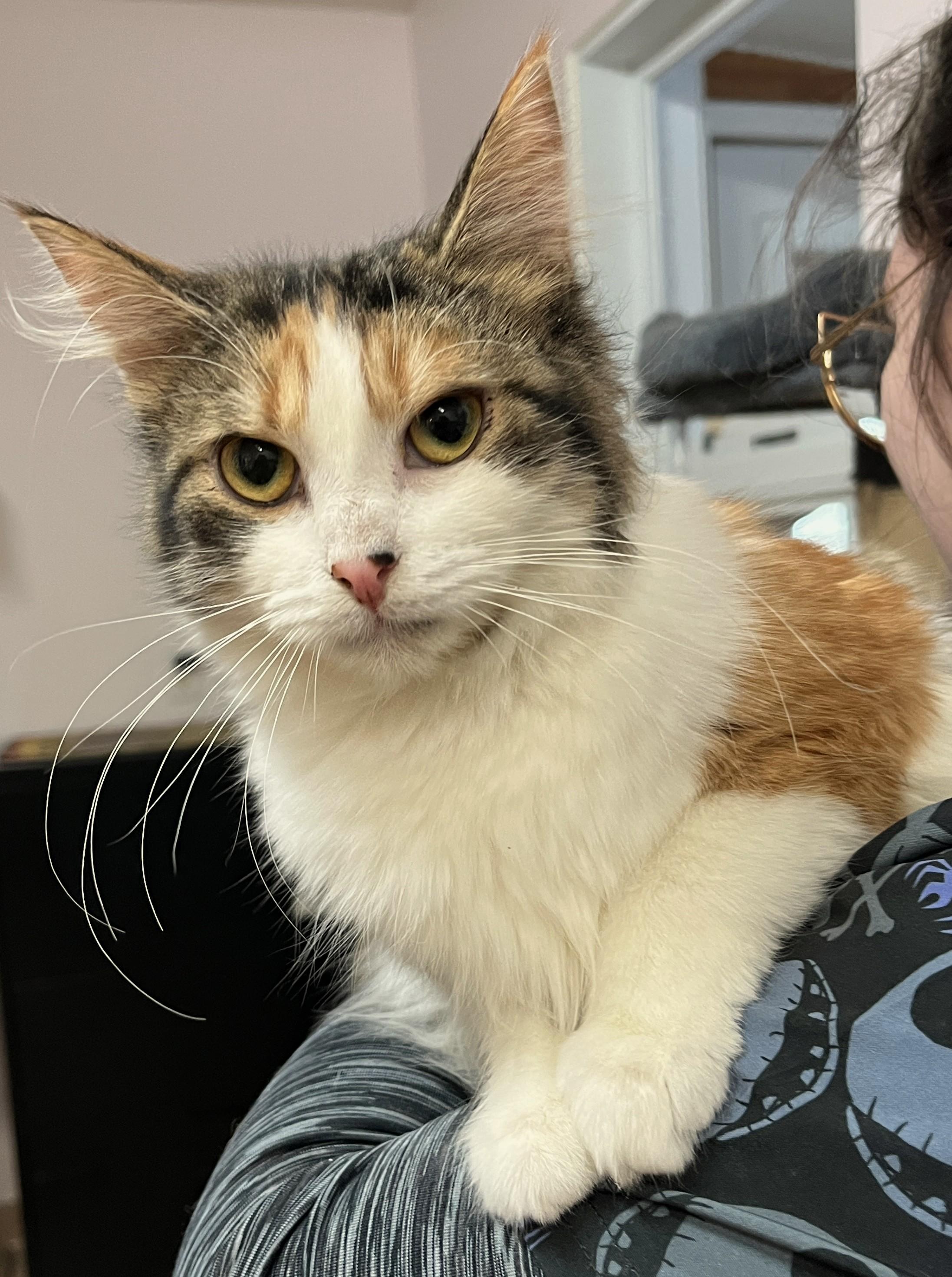 Enlarge CARLOTTA (CR/SC), an adopted Domestic Medium Hair in Sainte-Angele-de-Monnoir, QC image 4/6