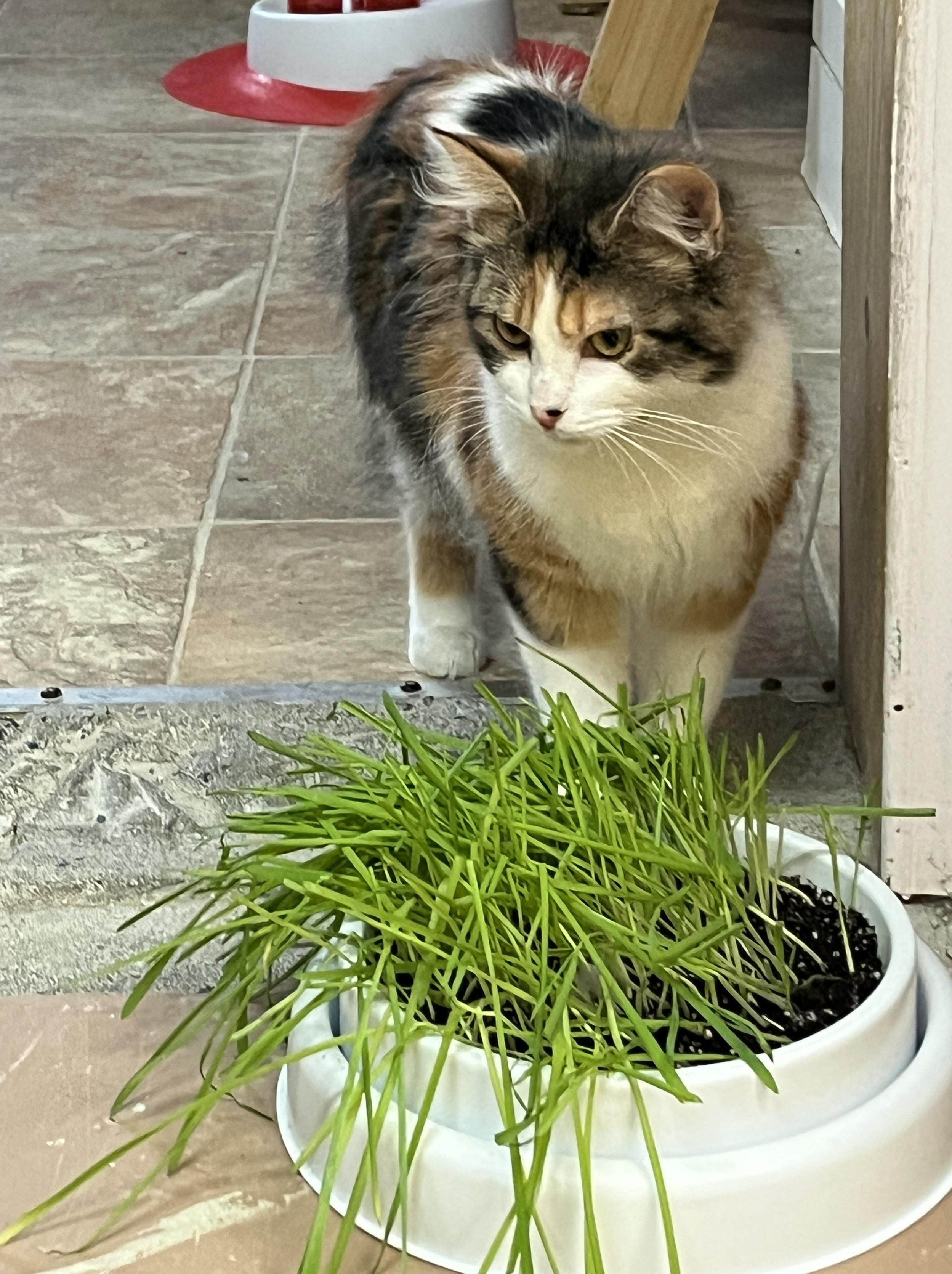 Enlarge CARLOTTA (CR/SC), an adopted Domestic Medium Hair in Sainte-Angele-de-Monnoir, QC image 5/6