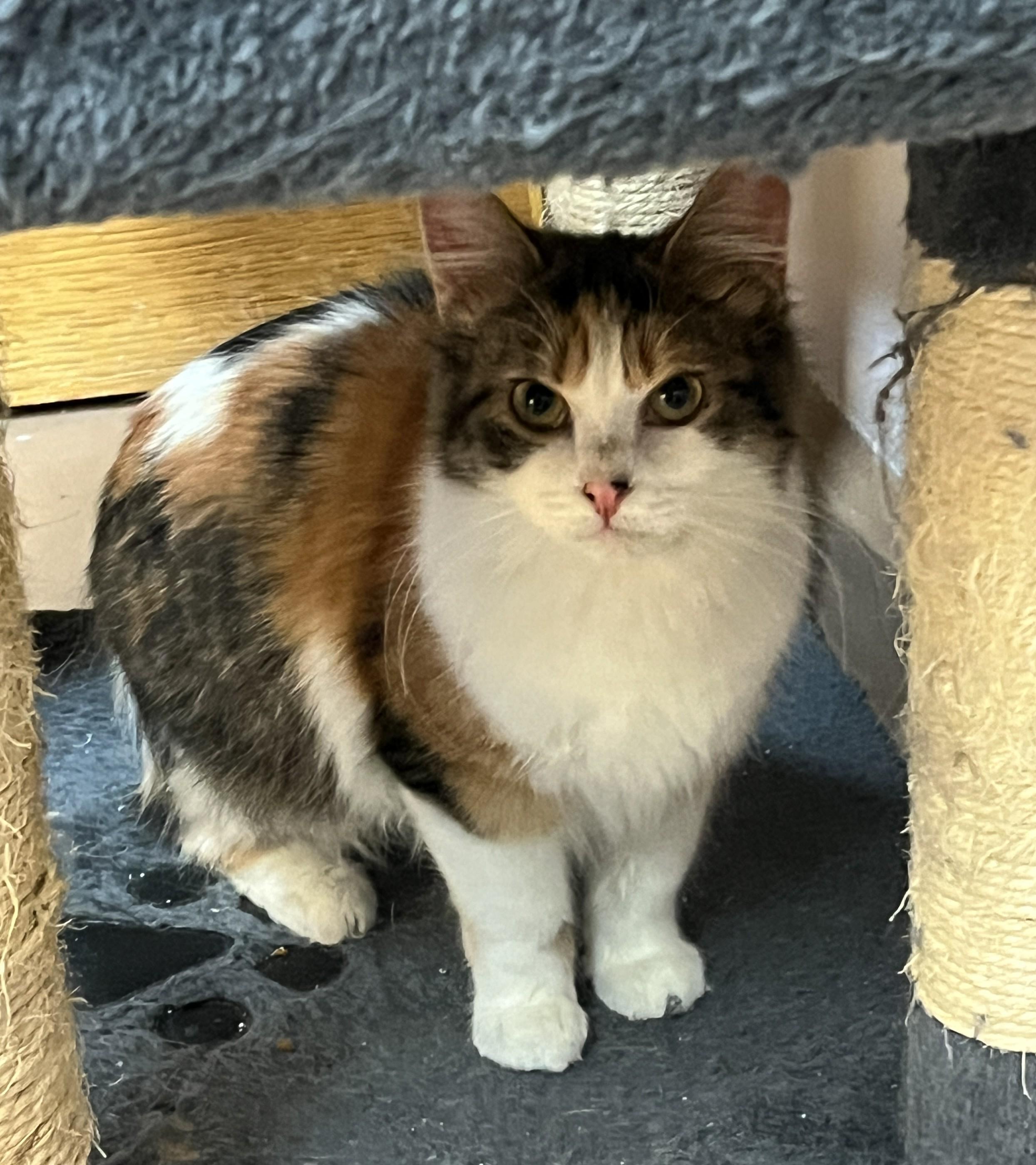 Enlarge CARLOTTA (CR/SC), an adopted Domestic Medium Hair in Sainte-Angele-de-Monnoir, QC image 3/6