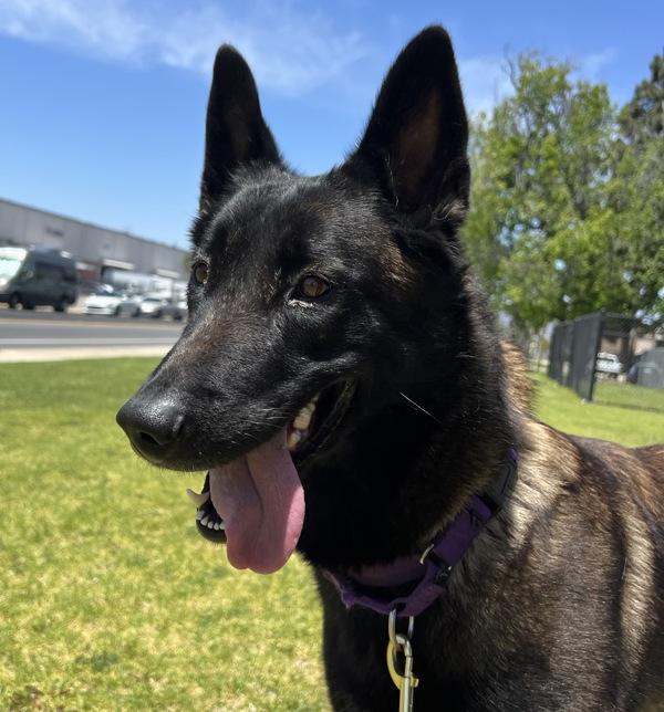 Tacoma, Adoptable, Adult Female Belgian Shepherd / Sheepdog.