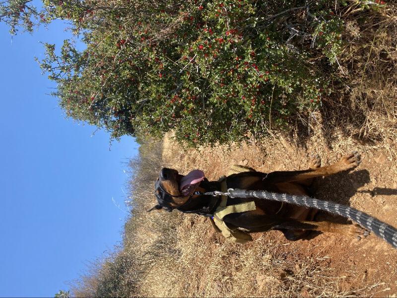 Sergeant, Adopted, Young Male Doberman Pinscher.