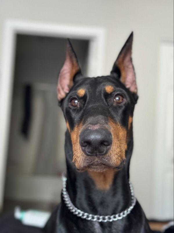 Enlarge Sergeant, a Adopted Doberman Pinscher in San Diego, CA image 2/3