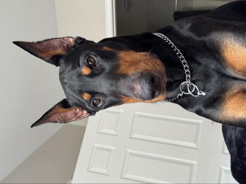 Enlarge Sergeant, a Adopted Doberman Pinscher in San Diego, CA image 3/3