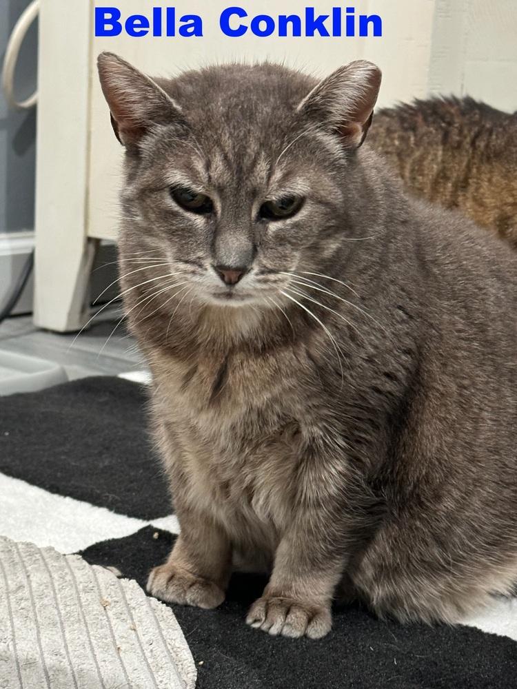 Bella Conklin, Adoptable, Senior Female Domestic Short Hair.