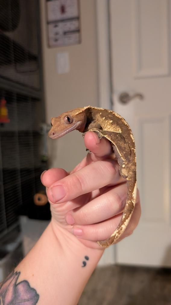 Enlarge Smeagol (Crested Gecko), a ADOPTABLE Gecko in Irvine, CA image 3/6