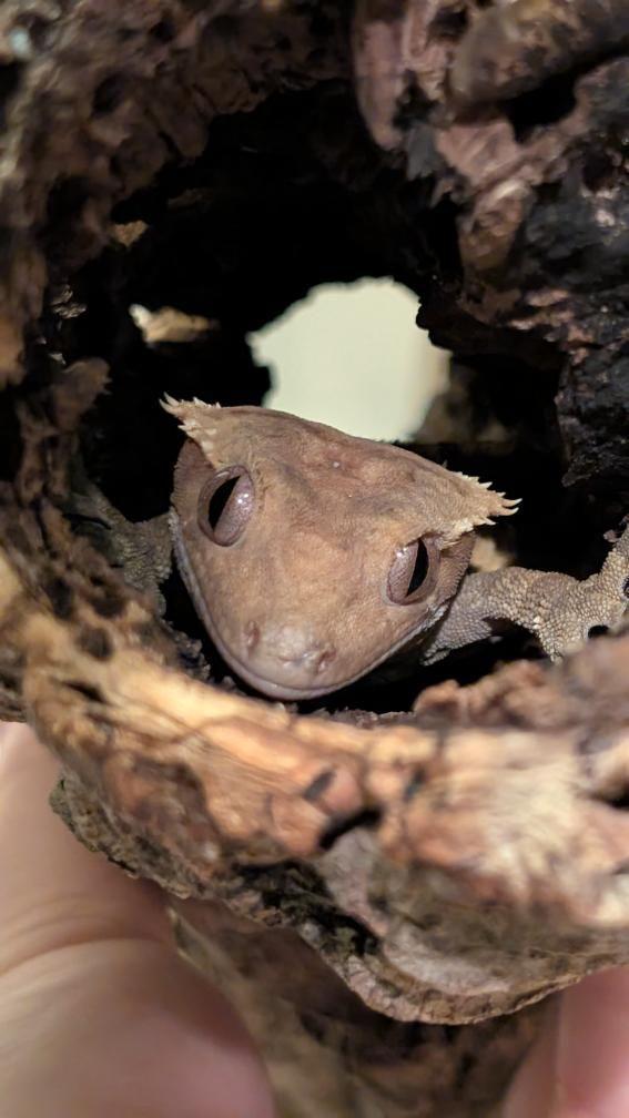 Enlarge Smeagol (Crested Gecko), a ADOPTABLE Gecko in Irvine, CA image 6/6
