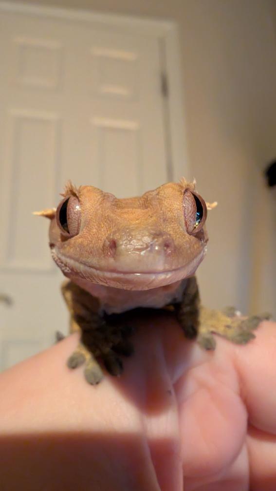 Enlarge Smeagol (Crested Gecko), a ADOPTABLE Gecko in Irvine, CA image 4/6