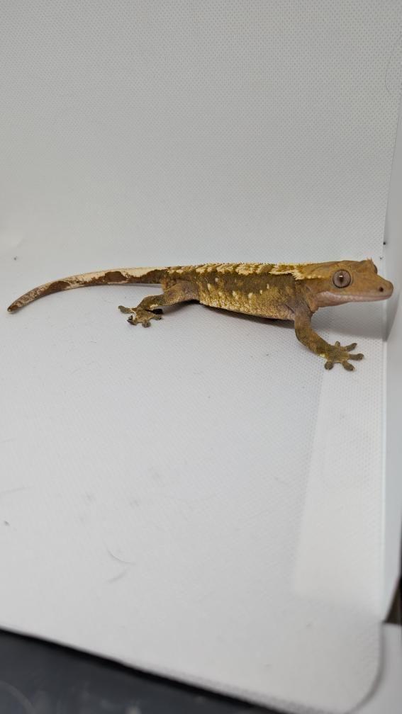 Enlarge Smeagol (Crested Gecko), a ADOPTABLE Gecko in Irvine, CA image 2/6