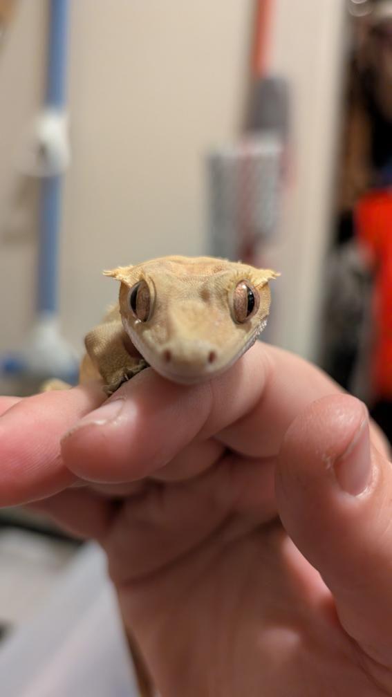 Smeagol (Crested Gecko), ADOPTABLE, Adult Male Gecko.
