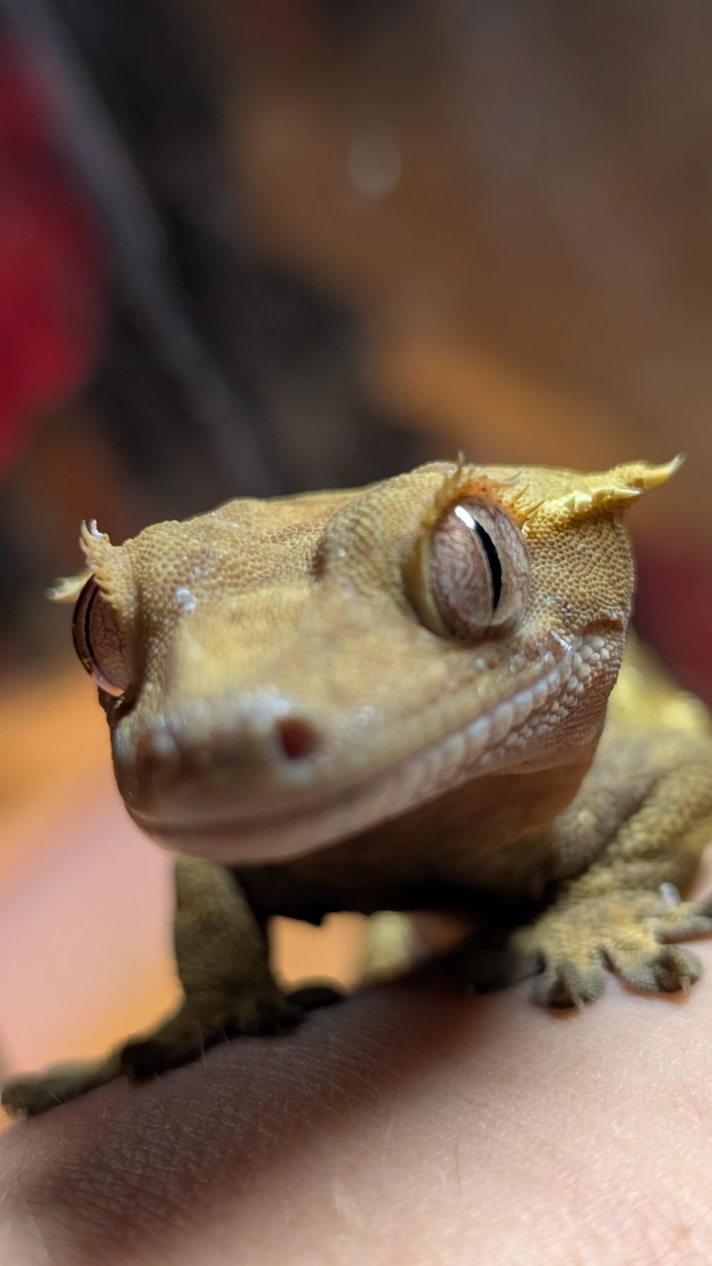 Enlarge Smeagol (Crested Gecko), a ADOPTABLE Gecko in Irvine, CA image 5/6