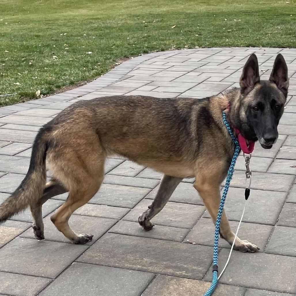 Skadi, a Adoptable Belgian Shepherd / Malinois in Chester Springs, PA image 5/6