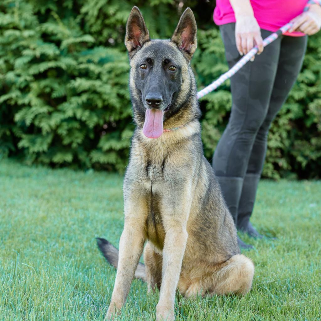 Skadi, a Adoptable Belgian Shepherd / Malinois in Chester Springs, PA image 6/6