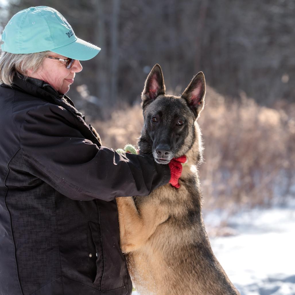 Skadi, a Adoptable Belgian Shepherd / Malinois in Chester Springs, PA image 3/6