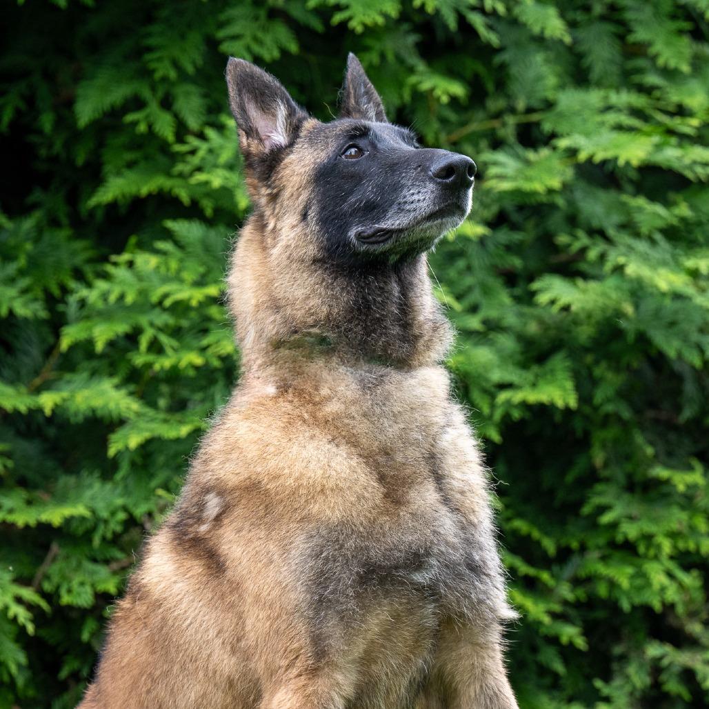 Skadi, a Adoptable Belgian Shepherd / Malinois in Chester Springs, PA image 4/6