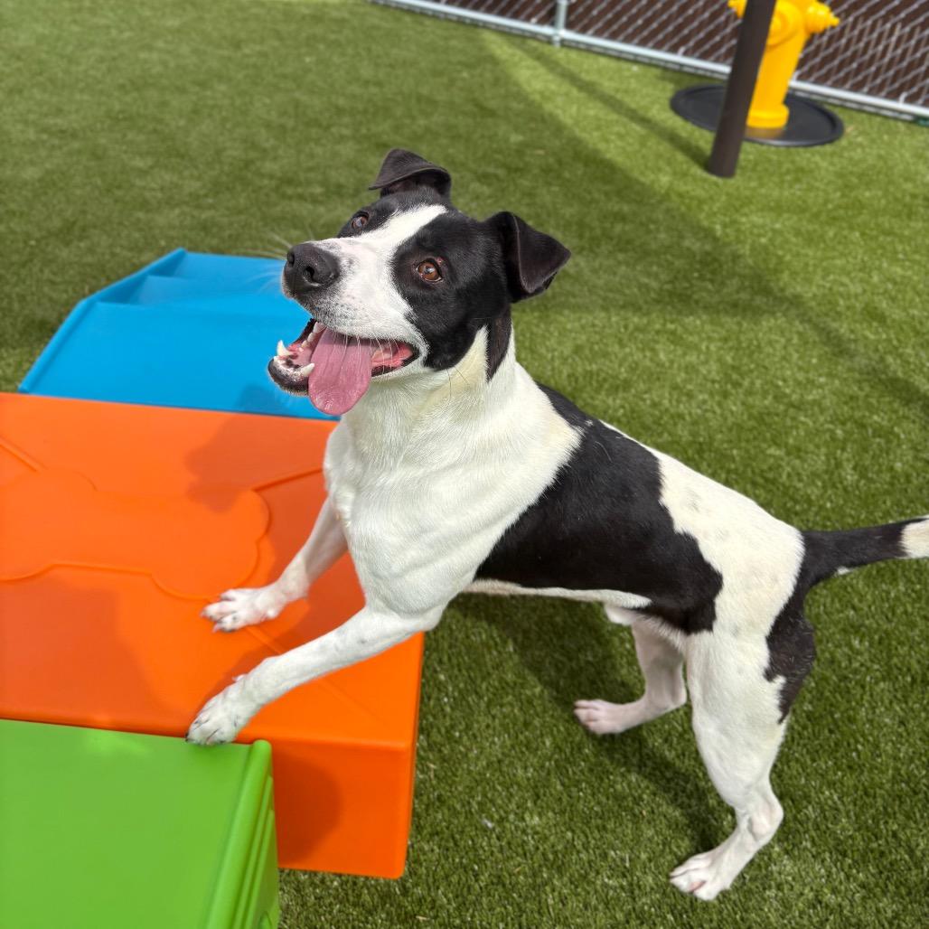 Enlarge Xavier, a Adoptable mixed breed in Morganton, NC image 1/6