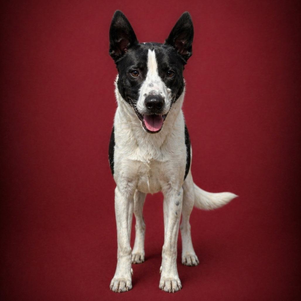Enlarge Xavier, a Adoptable mixed breed in Morganton, NC image 2/5