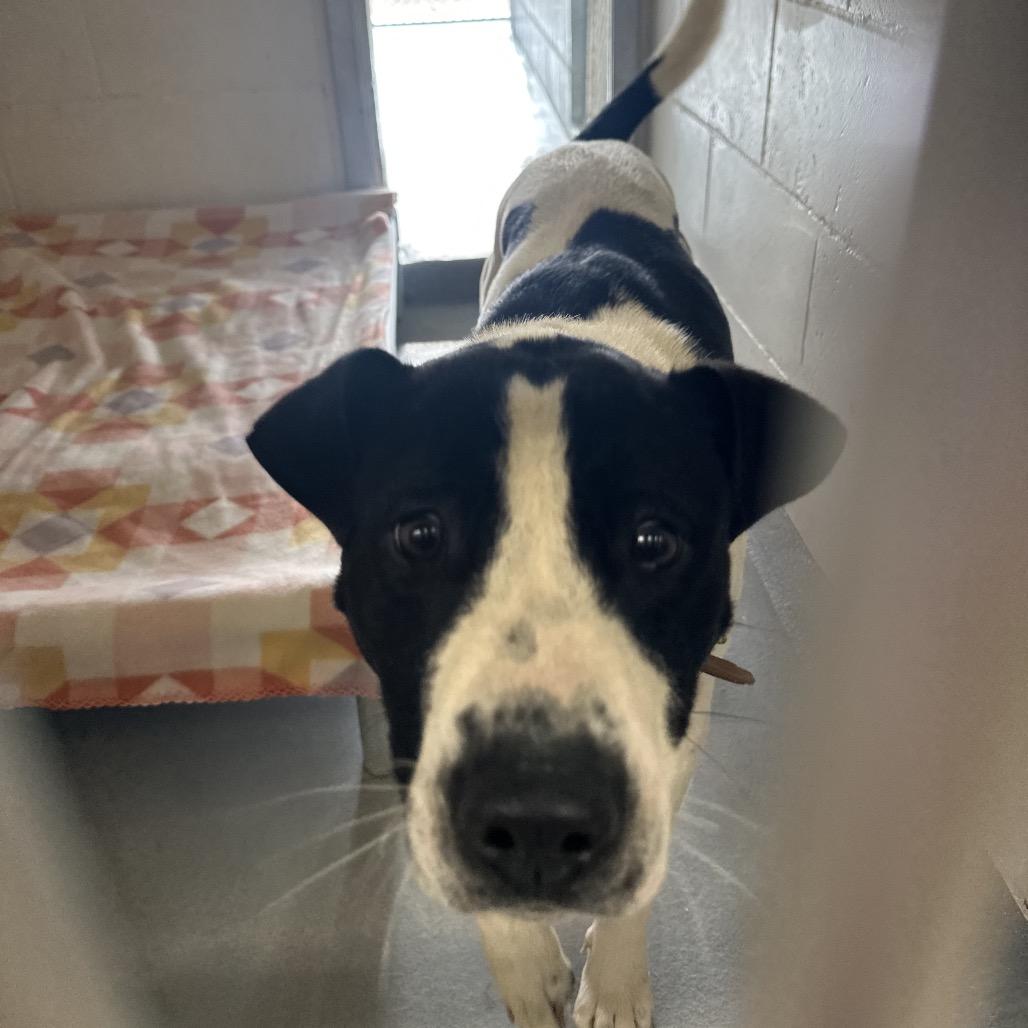 Xavier, Adoptable, Adult Male Pit Bull Terrier & Labrador Retriever.