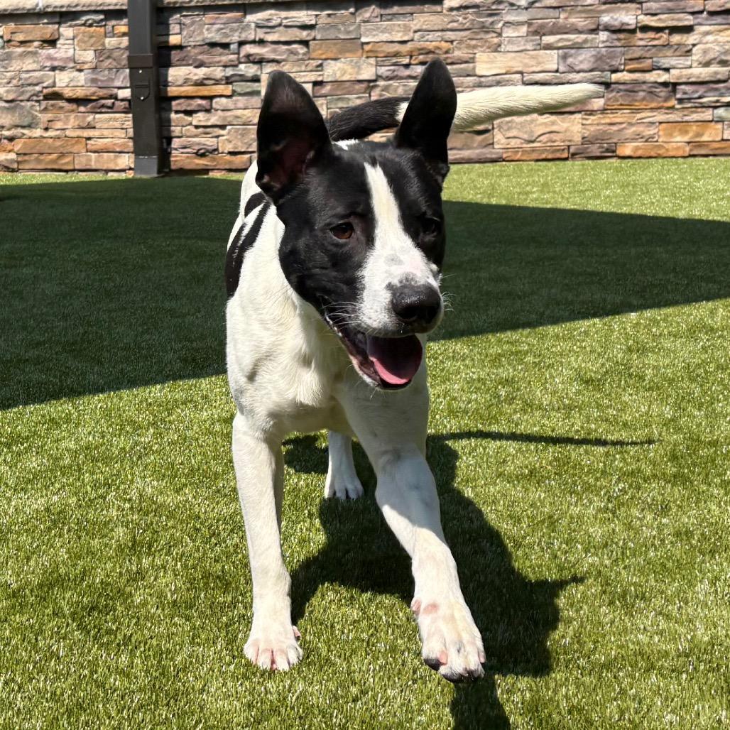 Enlarge Xavier, a Adoptable mixed breed in Morganton, NC image 5/5
