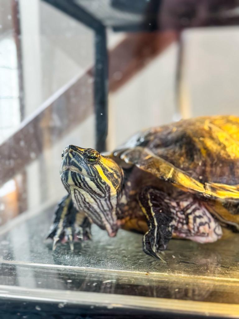 Tessa, Adoptable, Adult Female Red-Eared Slider.