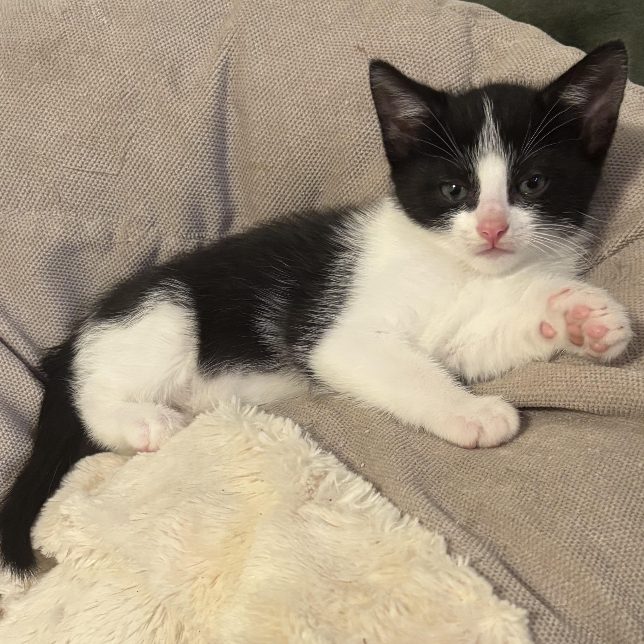 Feta, ADOPTABLE, Kitten Female Domestic Short Hair.