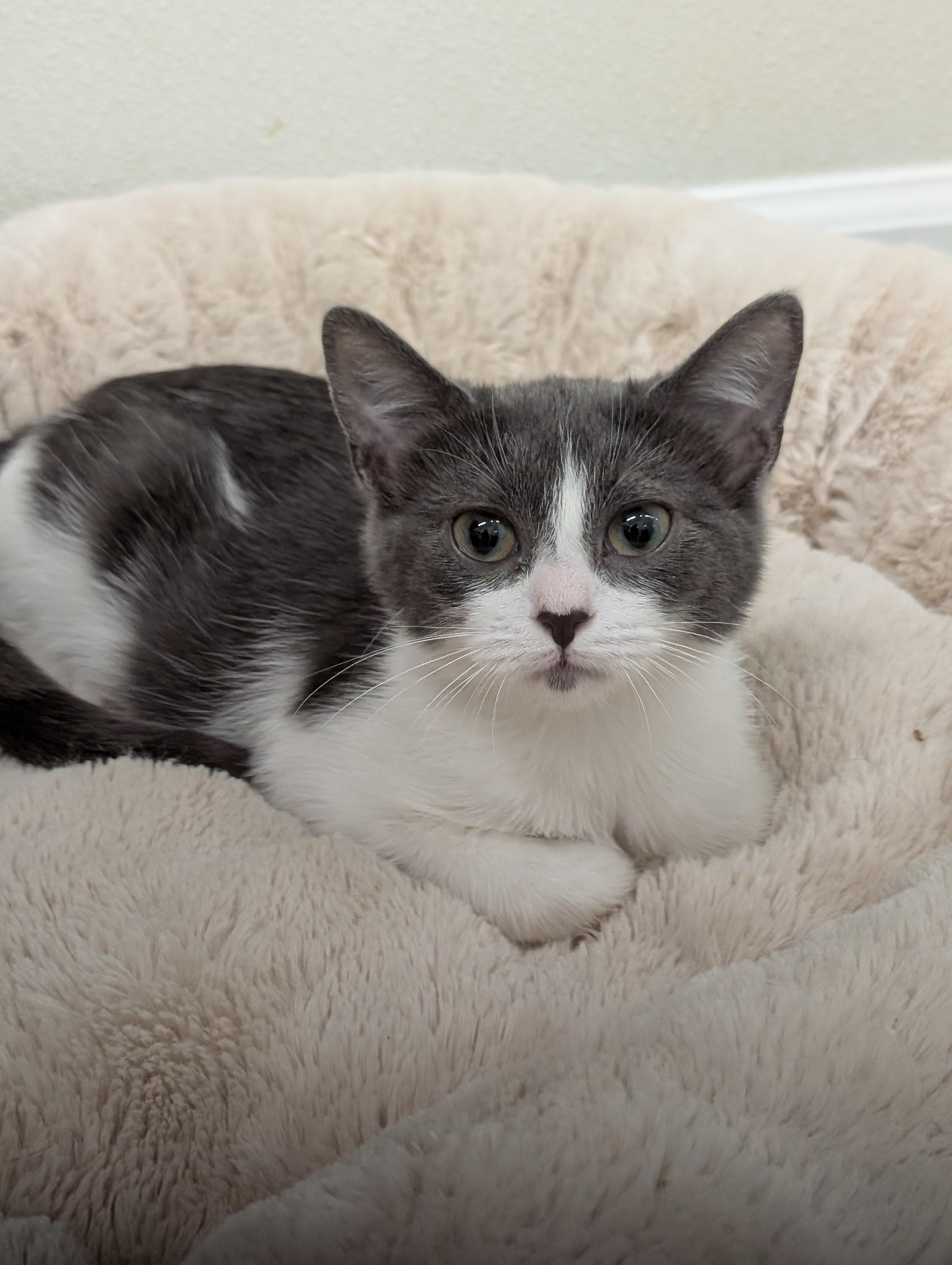 Enlarge Melody, a Adoptable Domestic Short Hair in Tilton, IL image 3/6