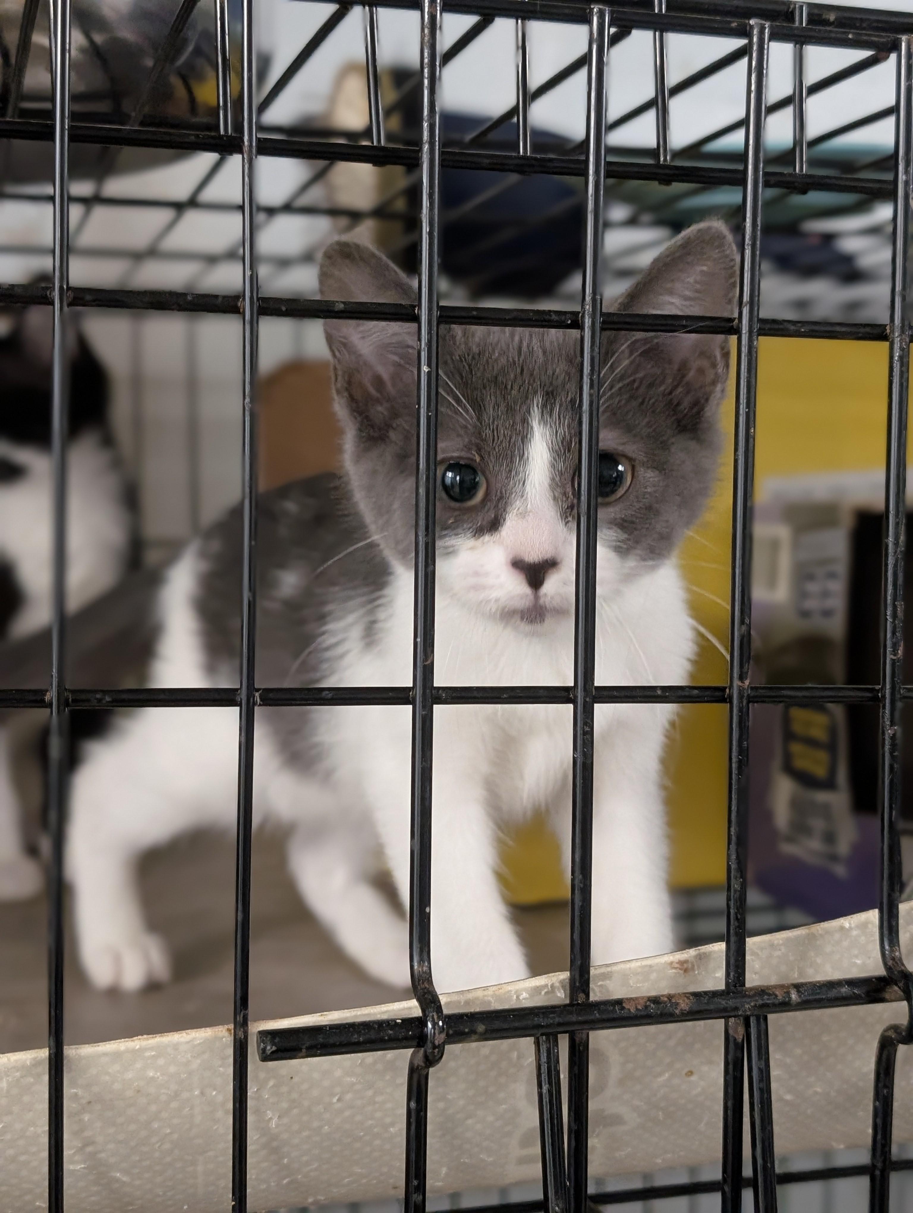 Enlarge Melody, a Adoptable Domestic Short Hair in Tilton, IL image 6/6