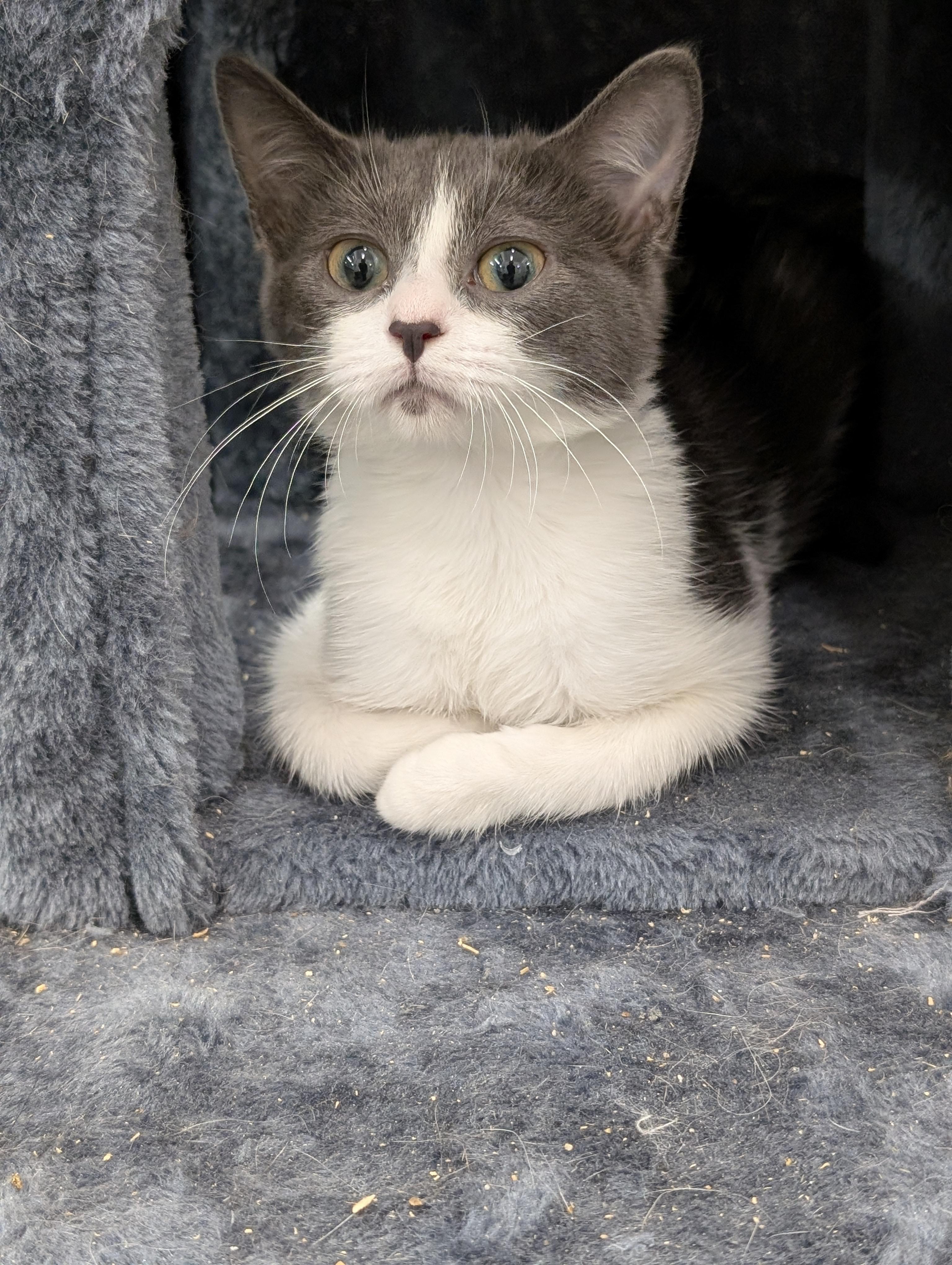 Enlarge Melody, a Adoptable Domestic Short Hair in Tilton, IL image 4/6