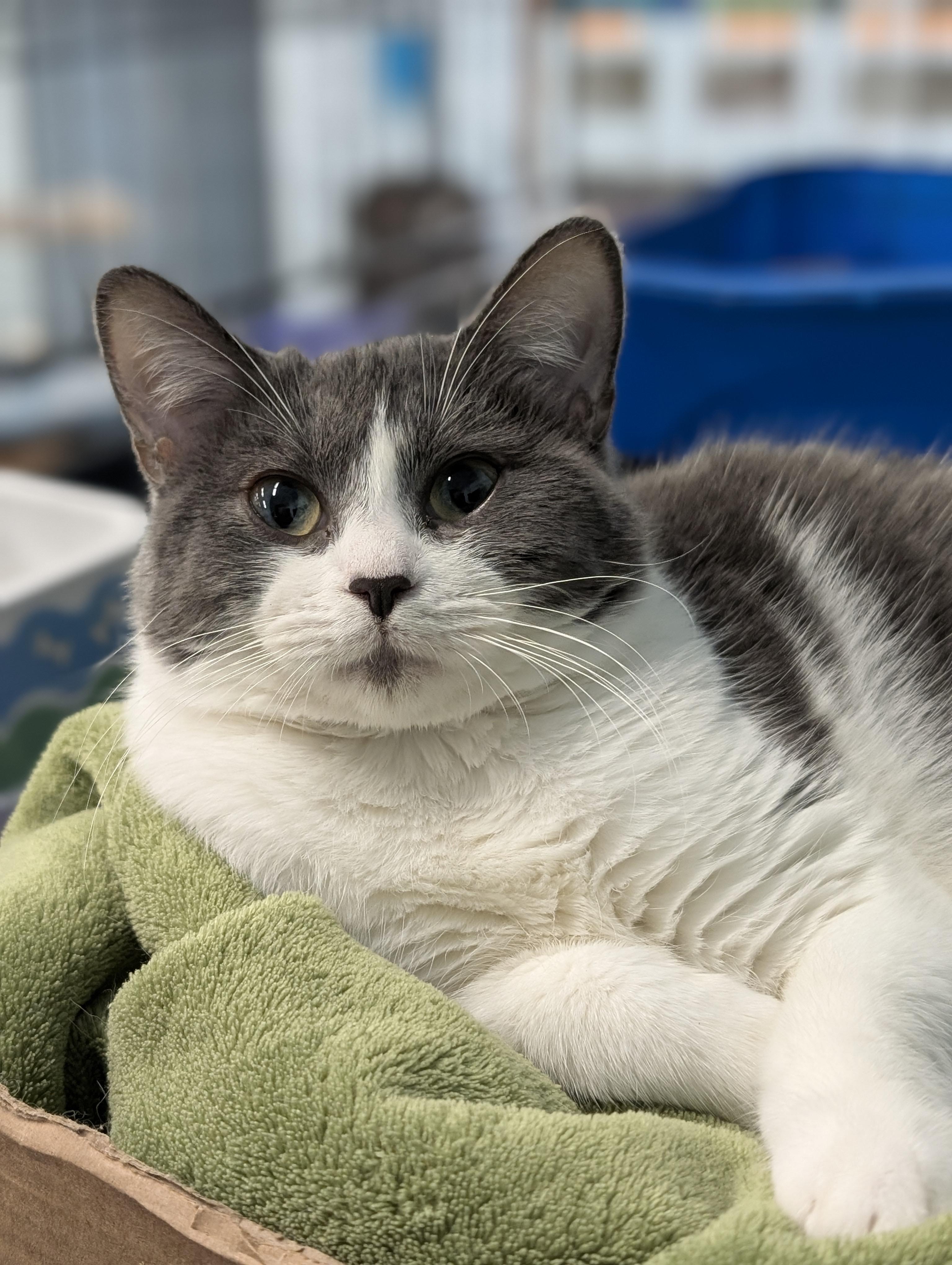 Enlarge Melody, a Adoptable Domestic Short Hair in Tilton, IL image 1/6