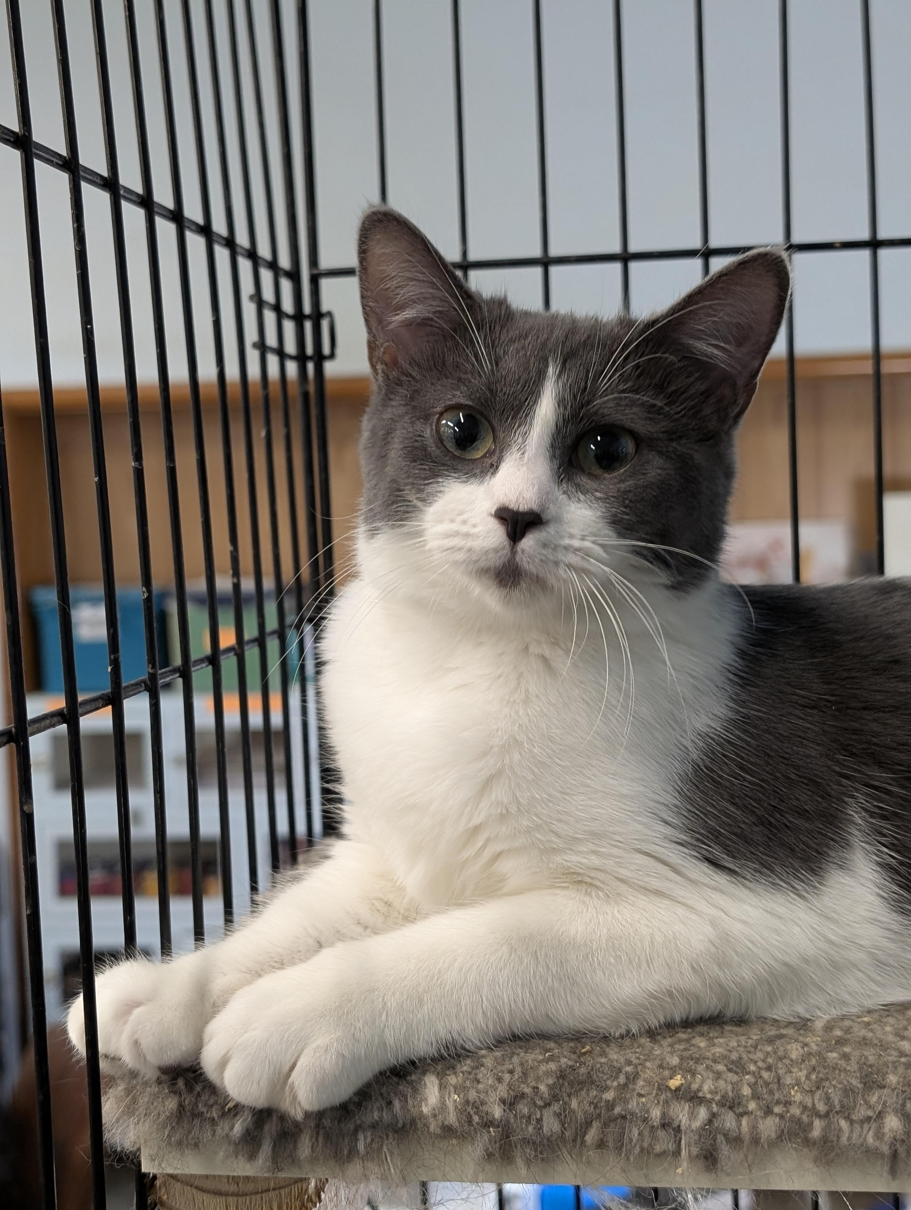 Enlarge Melody, a Adoptable Domestic Short Hair in Tilton, IL image 2/6