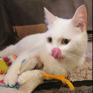 Enlarge CRYSTAL Mew Purr-suasion (deaf), a Adoptable mixed breed in Mississauga, ON image 1/6