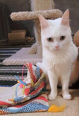 Enlarge CRYSTAL Mew Purr-suasion (deaf), a Adoptable mixed breed in Mississauga, ON image 5/6