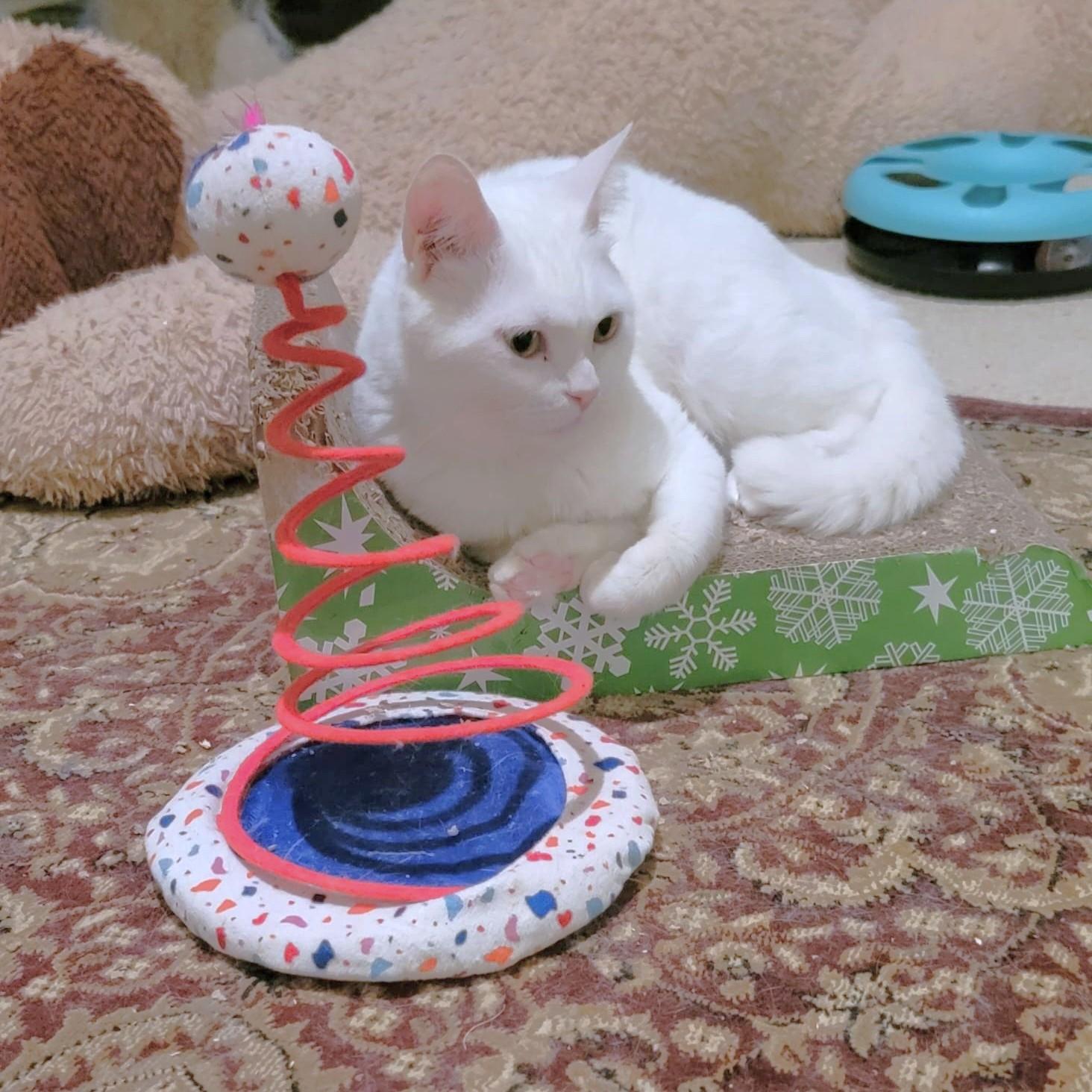 Enlarge CRYSTAL Mew Purr-suasion (deaf), a Adoptable mixed breed in Mississauga, ON image 3/6