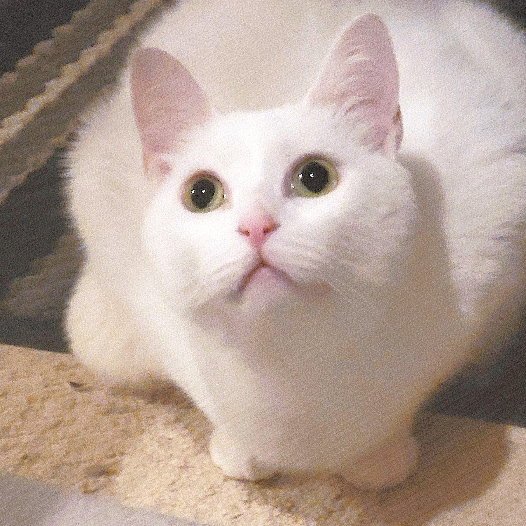 Enlarge CRYSTAL Mew Purr-suasion (deaf), a Adoptable mixed breed in Mississauga, ON image 6/6