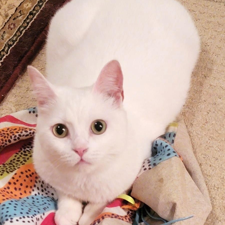 Enlarge CRYSTAL Mew Purr-suasion (deaf), a Adoptable mixed breed in Mississauga, ON image 4/6