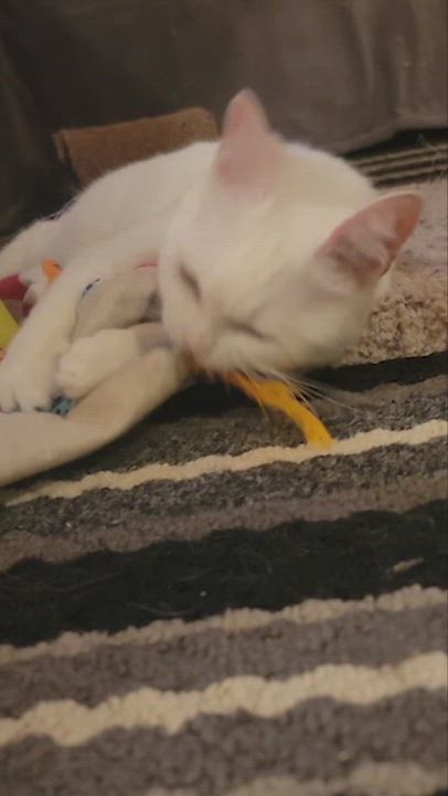 Enlarge CRYSTAL Mew Purr-suasion (deaf), a Adoptable mixed breed in Mississauga, ON video 2/6