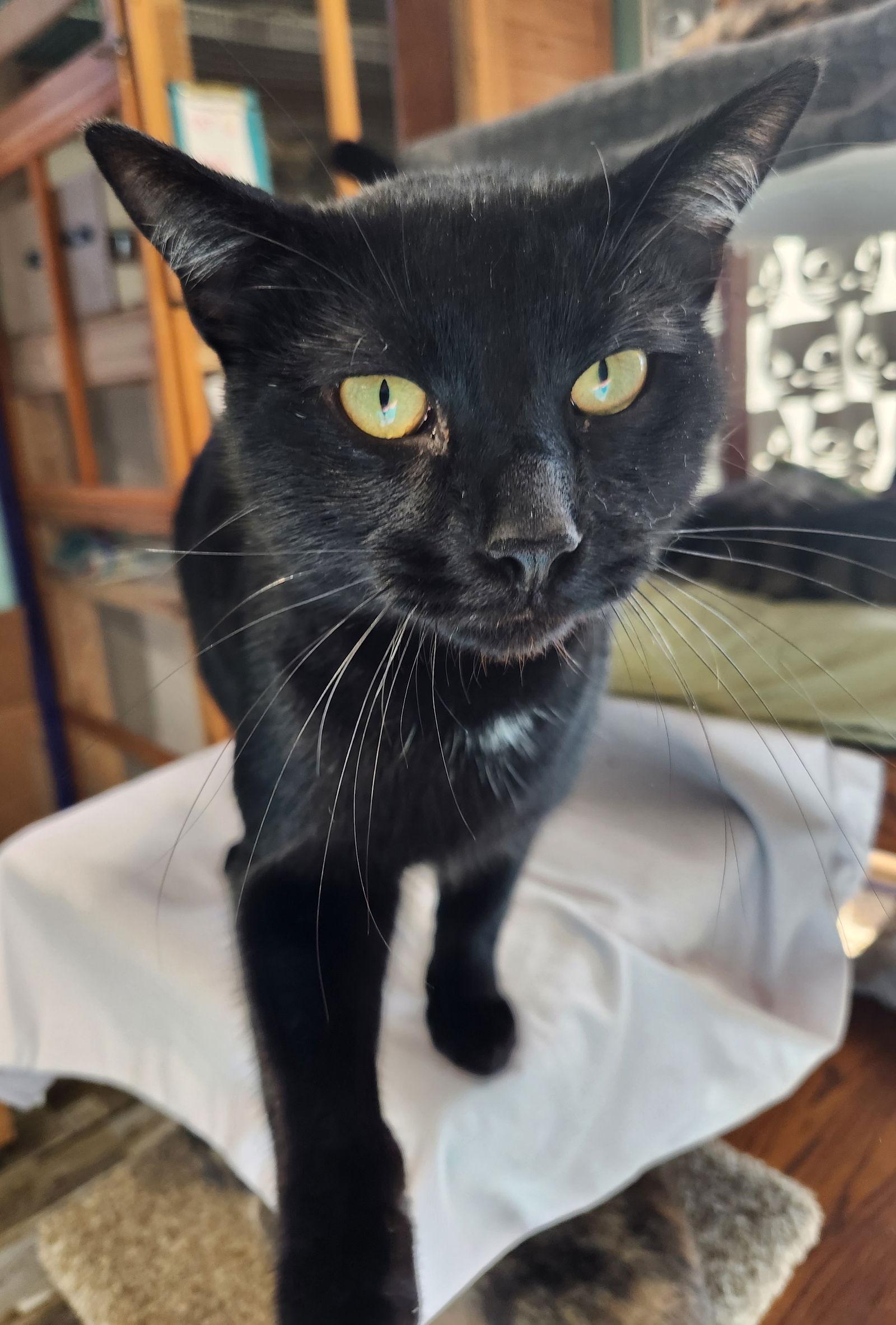 Peak, Adoptable, Young Male Domestic Short Hair.